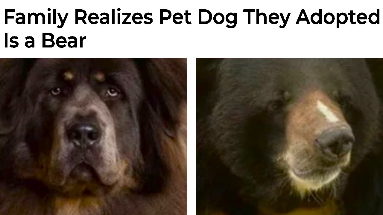 Bear Memes