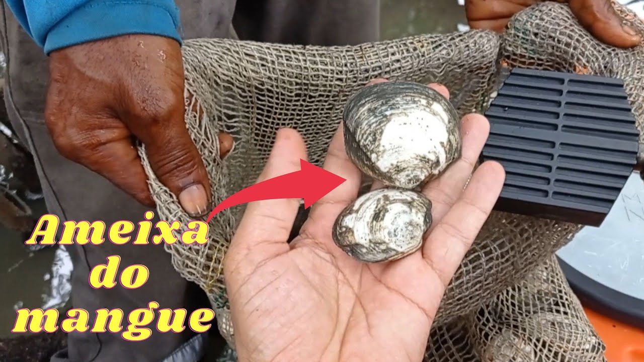 CATAR AMEIXA/LAMBRETA NO MANGUEZAL É FÁCIL???