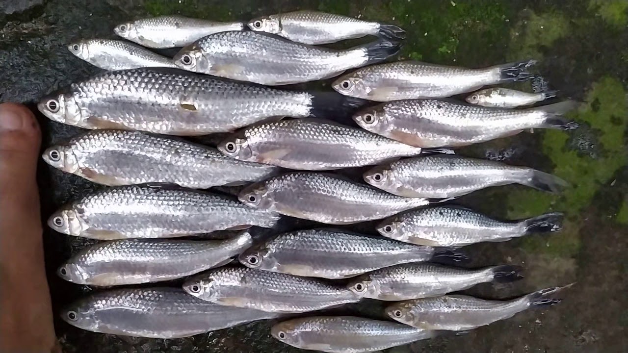 Mancing ikan lukas dapat besar-besar.