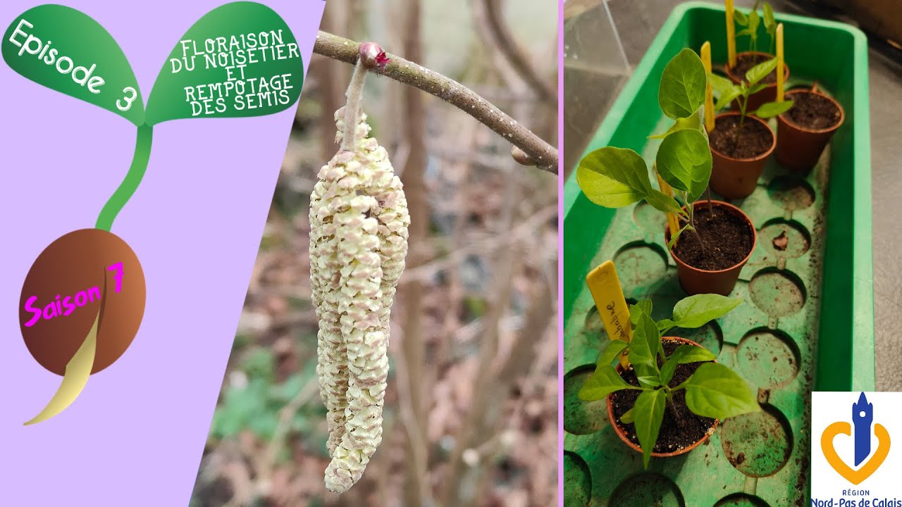 🌸S7 - Episode 3 : Floraison du noisetier et rempotage des semis🪴