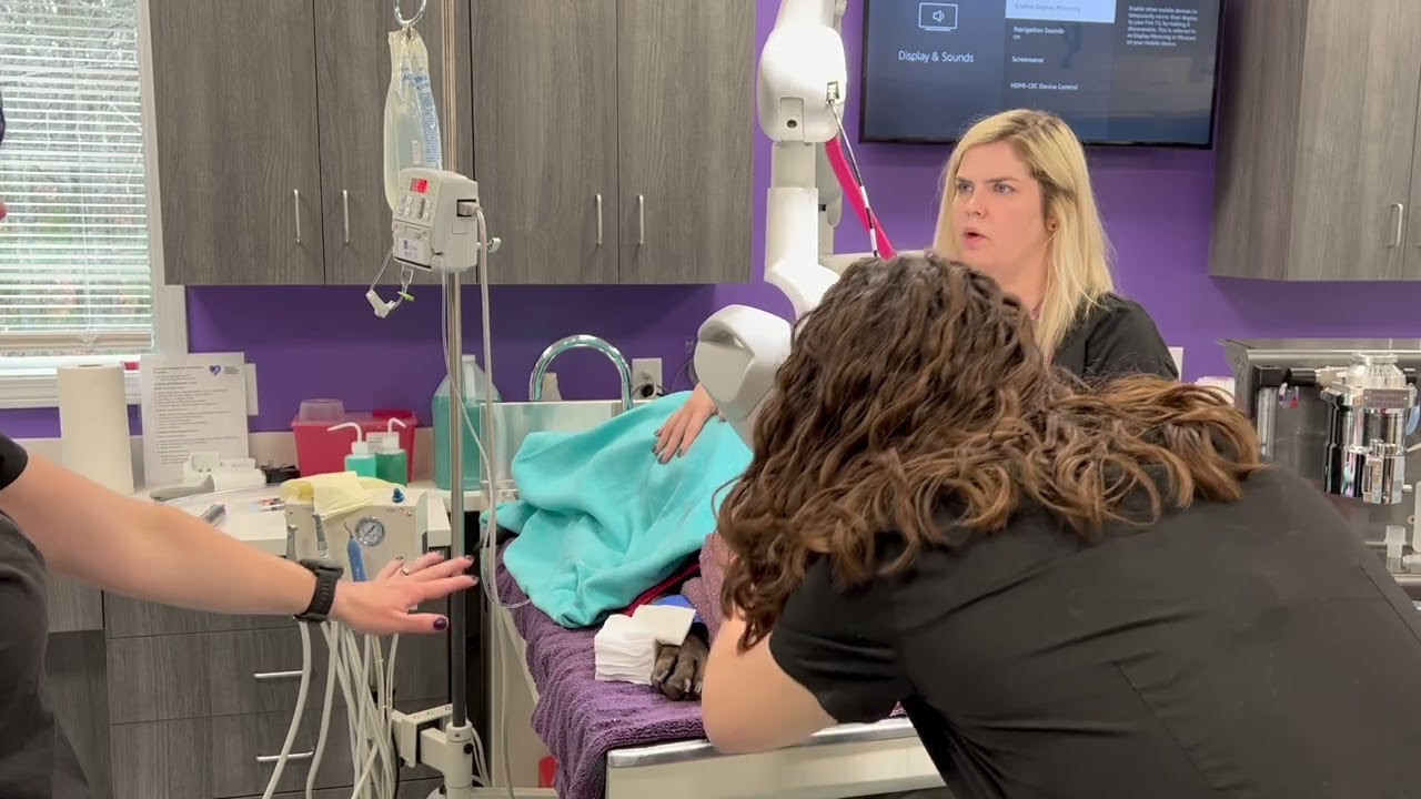 Why is anesthesia necessary for veterinary dentistry? Dr. Keaten and Dr. Hon explain.