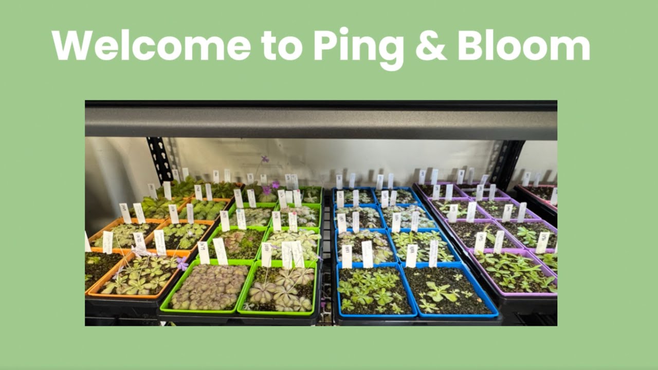 Welcome to Ping & Bloom | Eat, Prey, Love | Growing Pinguicula Together