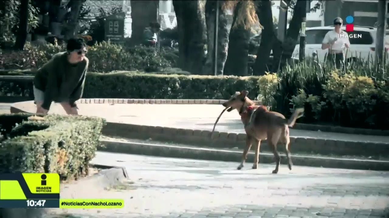 El PAN busca endurecer el castigo a quienes paseen a sus perros sin correa en CDMX