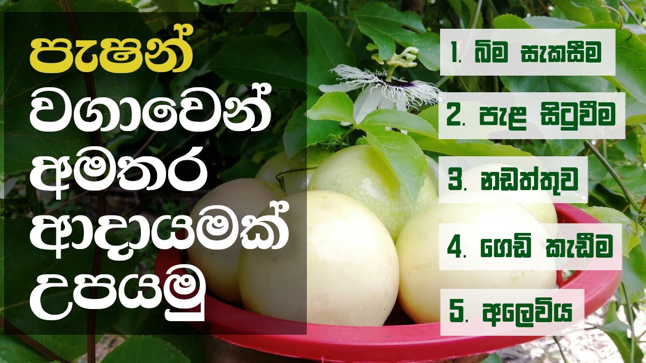 Passion Fruits Cultivation in Srilanka | පැෂන් වගාවෙන් අමතර ආදායමක් උපයමු