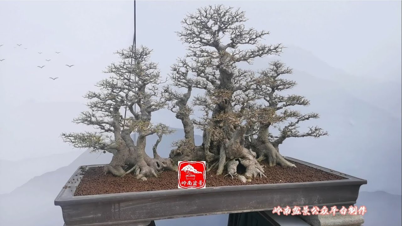 Vẻ đẹp tuyệt đỉnh của Bonsai Triết Giang - Trung Quốc