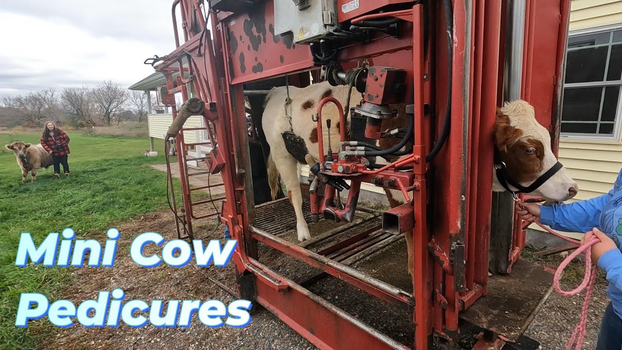 Mini Cow Hoof Trimming