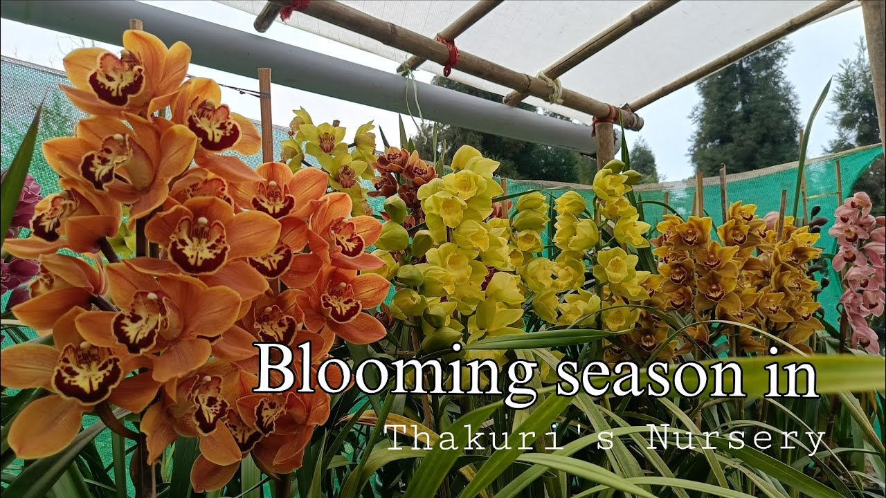 😍Blooming season goes on.#cymbidium 