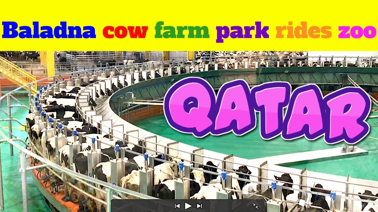 baladna farm Qatar Baladna park Qatar Al Khor Doha Qatar cows location visit review rides zoo goats