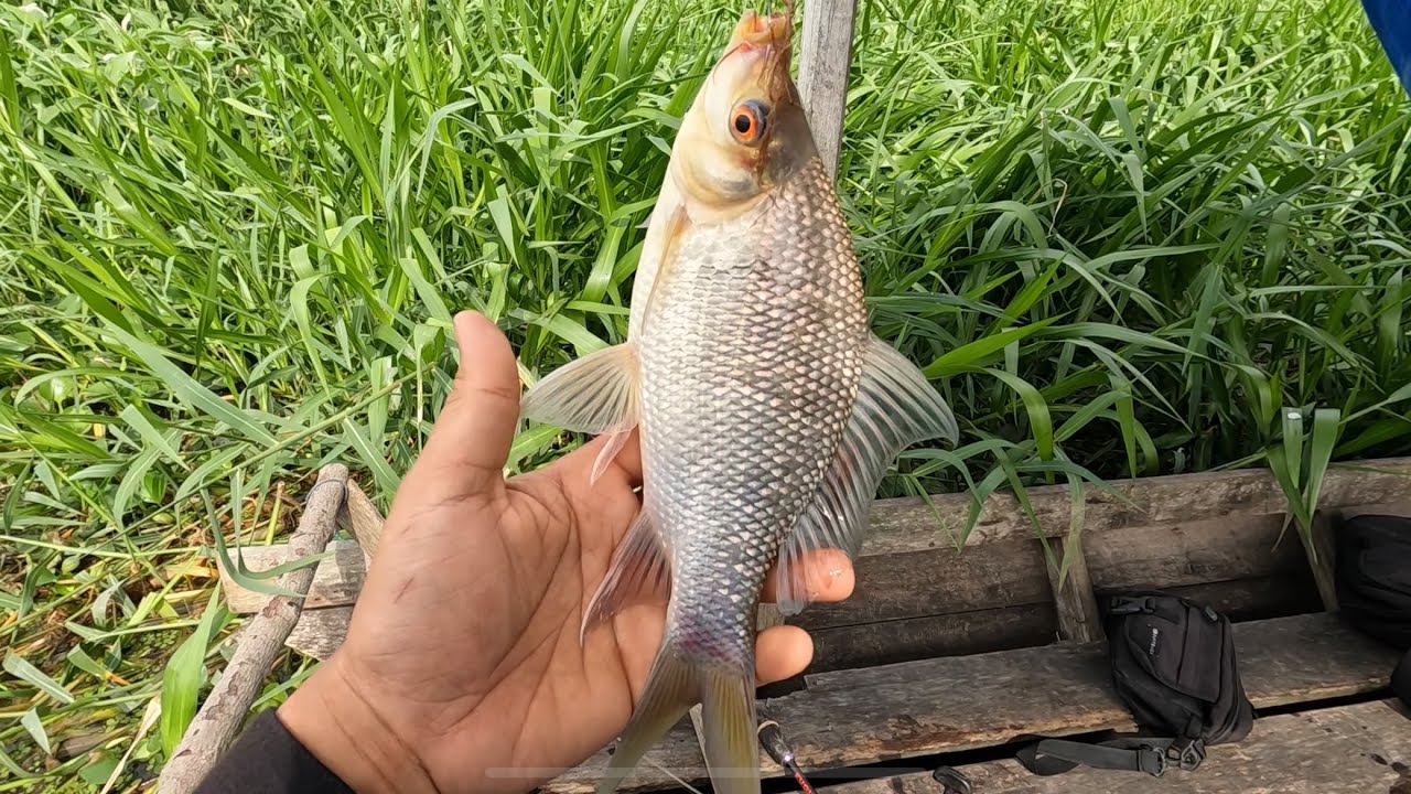 Mancing di Sungai Kampar (Istana Sayap)