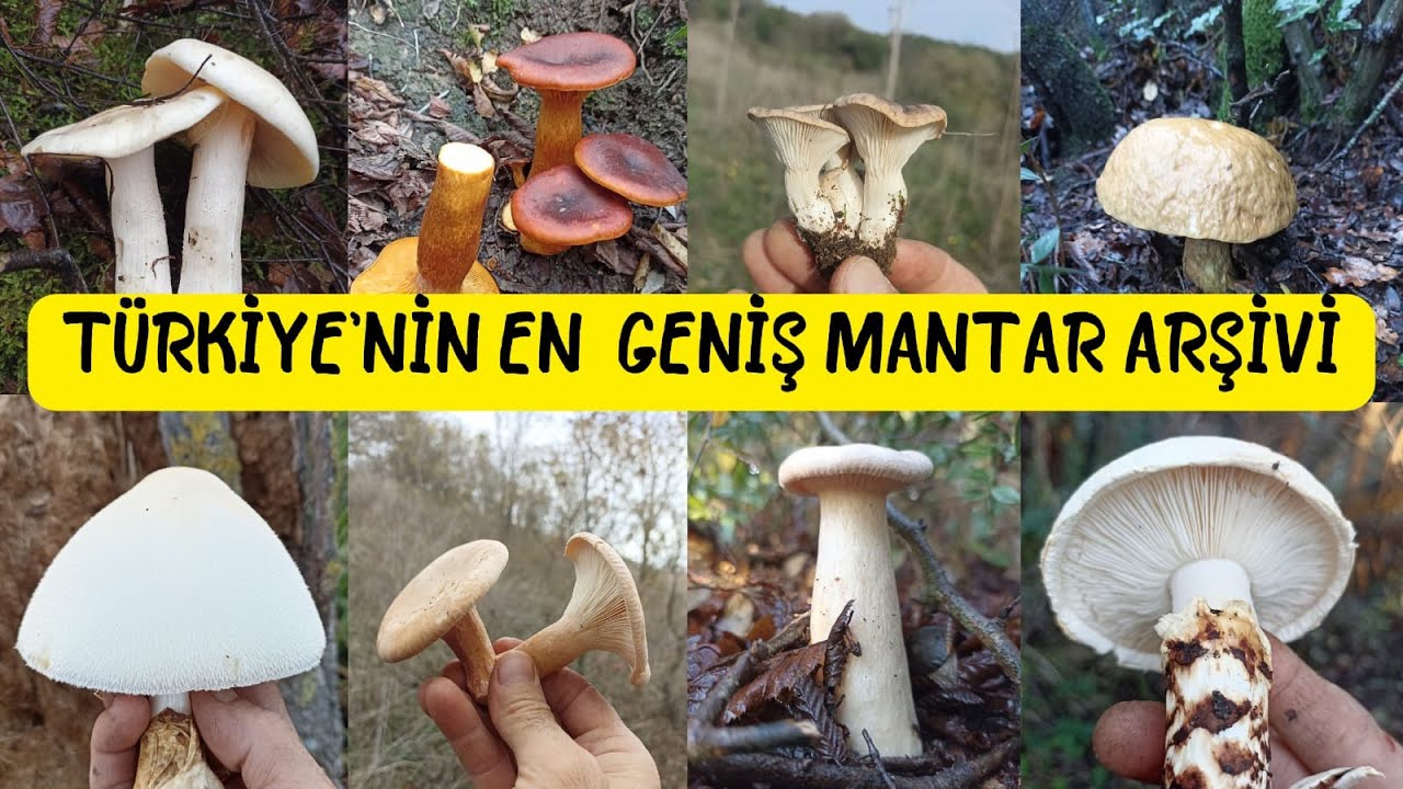 Mantar resimleri ve isimleri, Mantar fotoğrafları, Mantar &ccedil;eşitleri, Mantar t&uuml;rleri