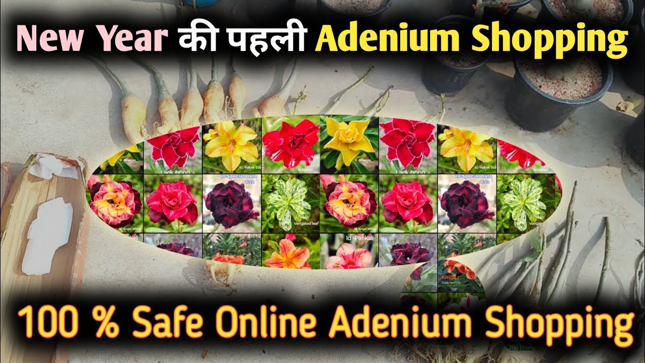 Online Adenium Shopping || How To Purchase Online Adenium Plant 🌸