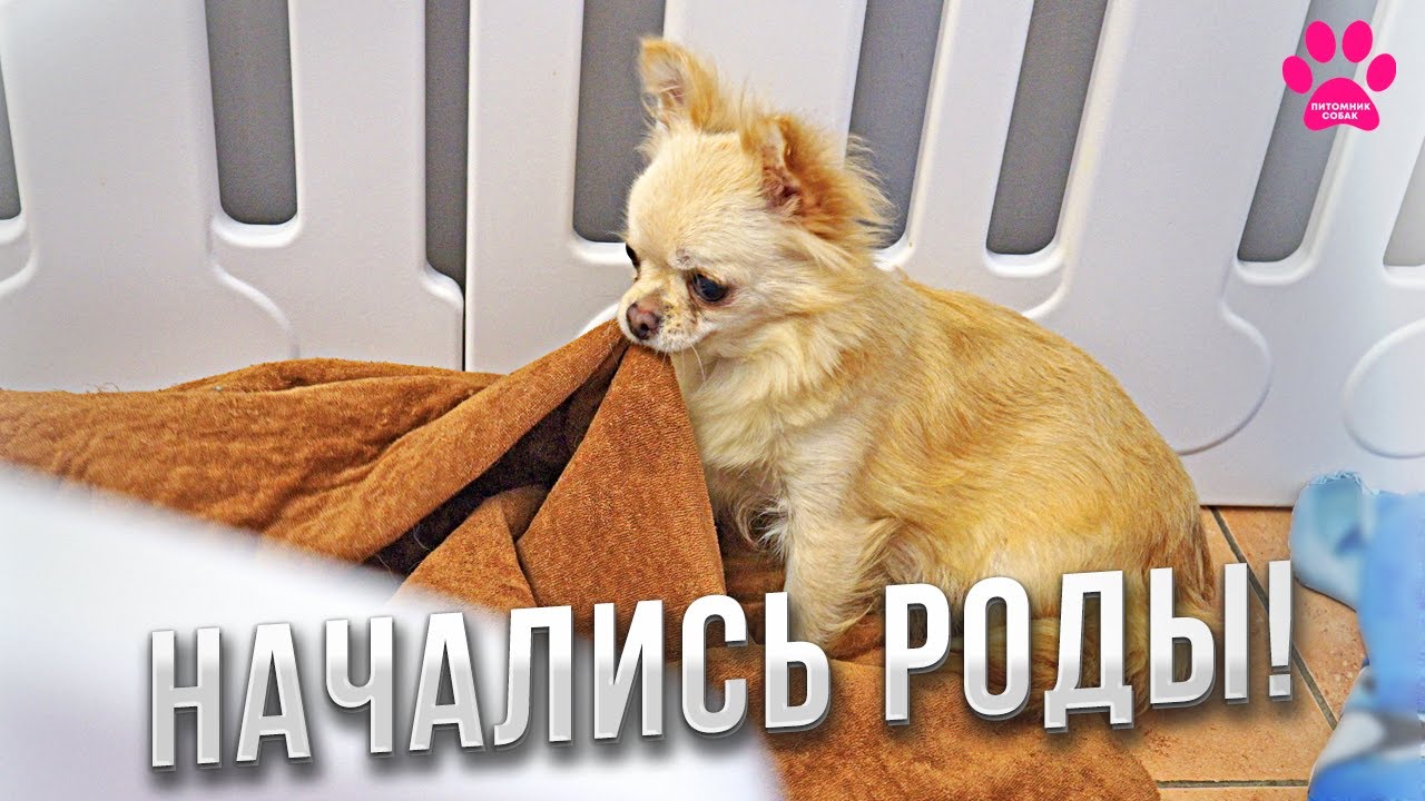 Чихуахуа резко начали размножаться! Сразу три чихуахуа беременны! Щенки вот-вот появятся!