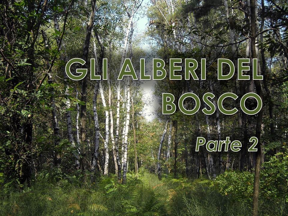 Gli alberi del bosco - Parte 2/3