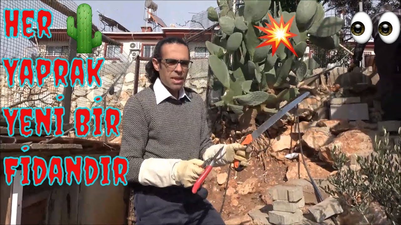 100 Yaprak Kestim, 100 Fidan Gönderdim!!!