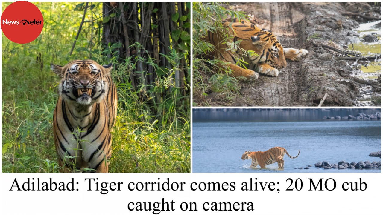 Adilabad: Tiger corridor comes alive; 20 MO cub caught on camera