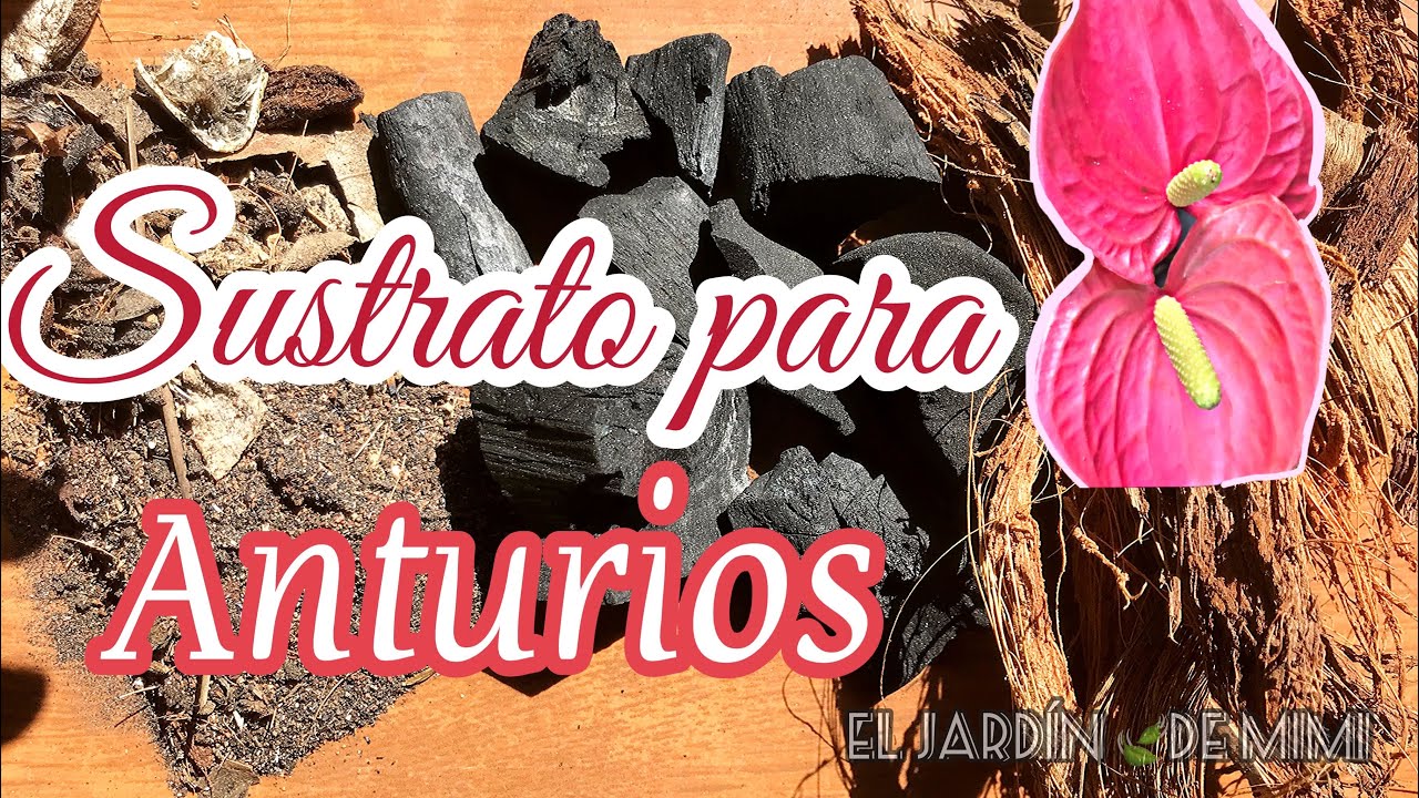 Sustrato ideal para ANTURIOS 🍃 | 1era Parte