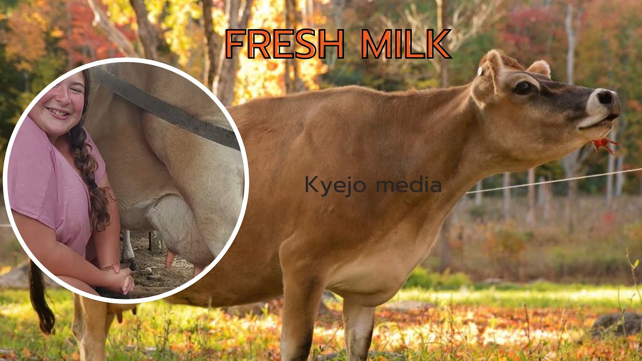 Milking a cow at the farm. #kyejofaridah #fyp #goviral #subscribemychannel