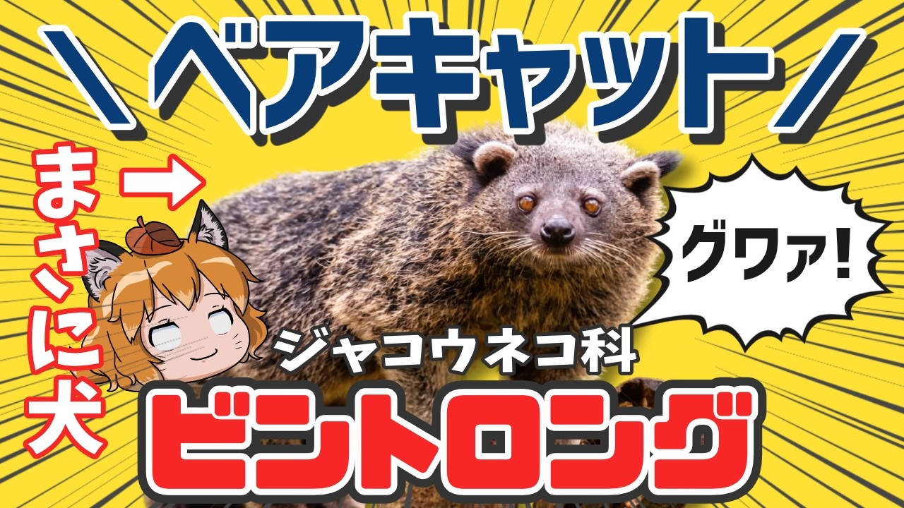 【ビントロング】ネコなの？クマなの？何者なの？