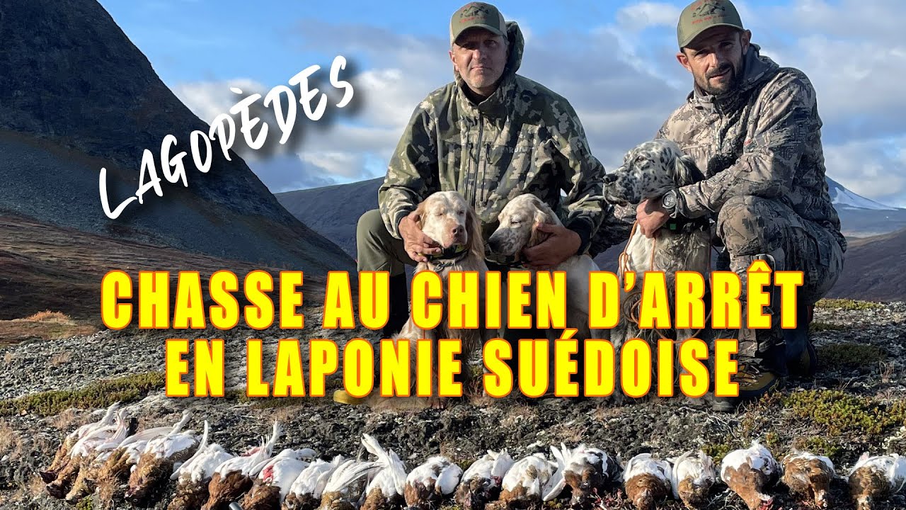 LAGOP&Egrave;DES  :  Chasse au chien d'arr&ecirc;t en Laponie su&eacute;doise