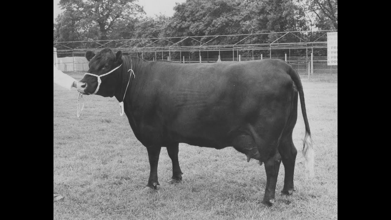 1955 Red Poll Story 1