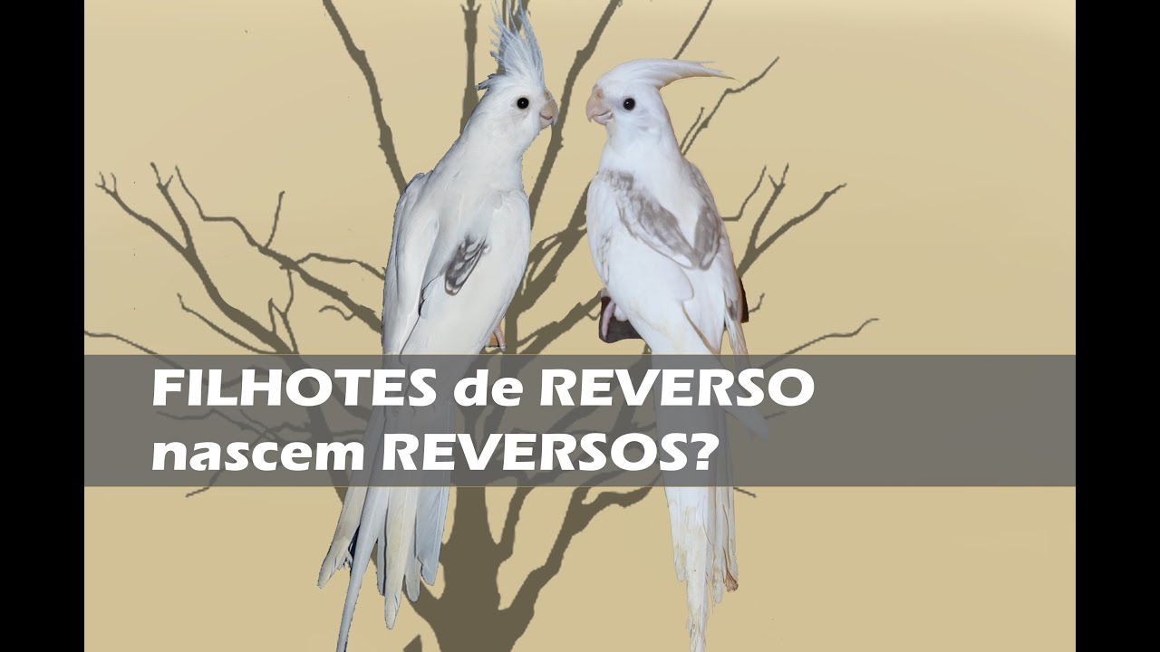 Qual o resultado desse casal?