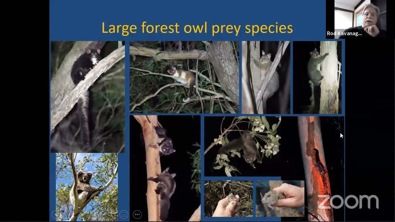 Australian Owls of the Forest and City