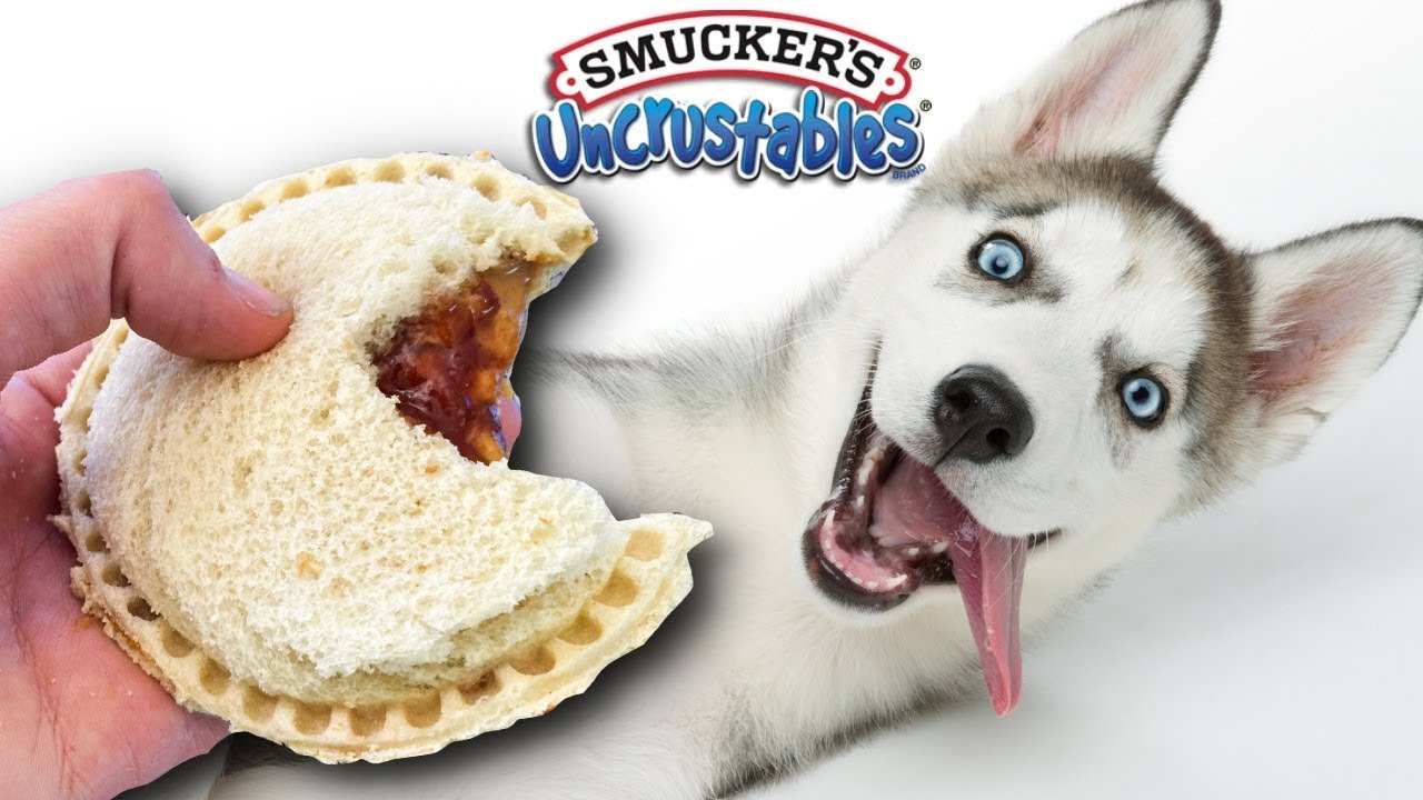 Making 100 Uncrustables for Homeless Dogs