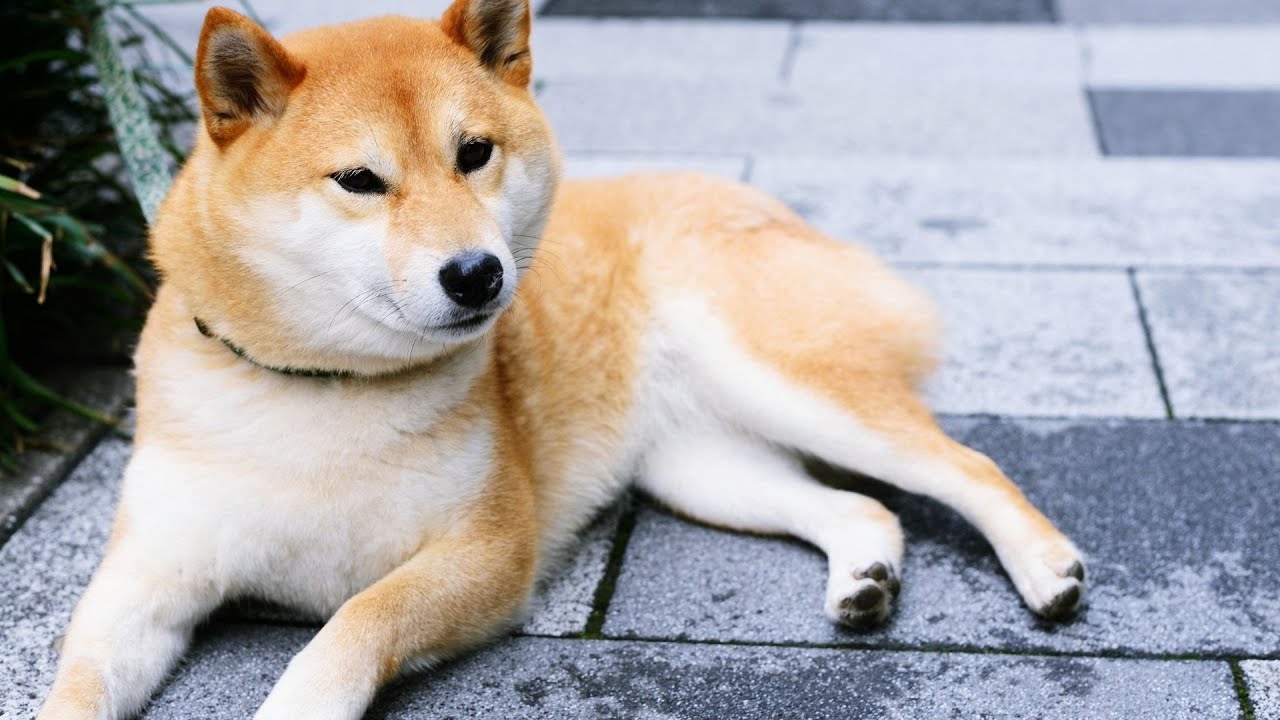 Joint Health Care 101 for Shiba Inu Owners