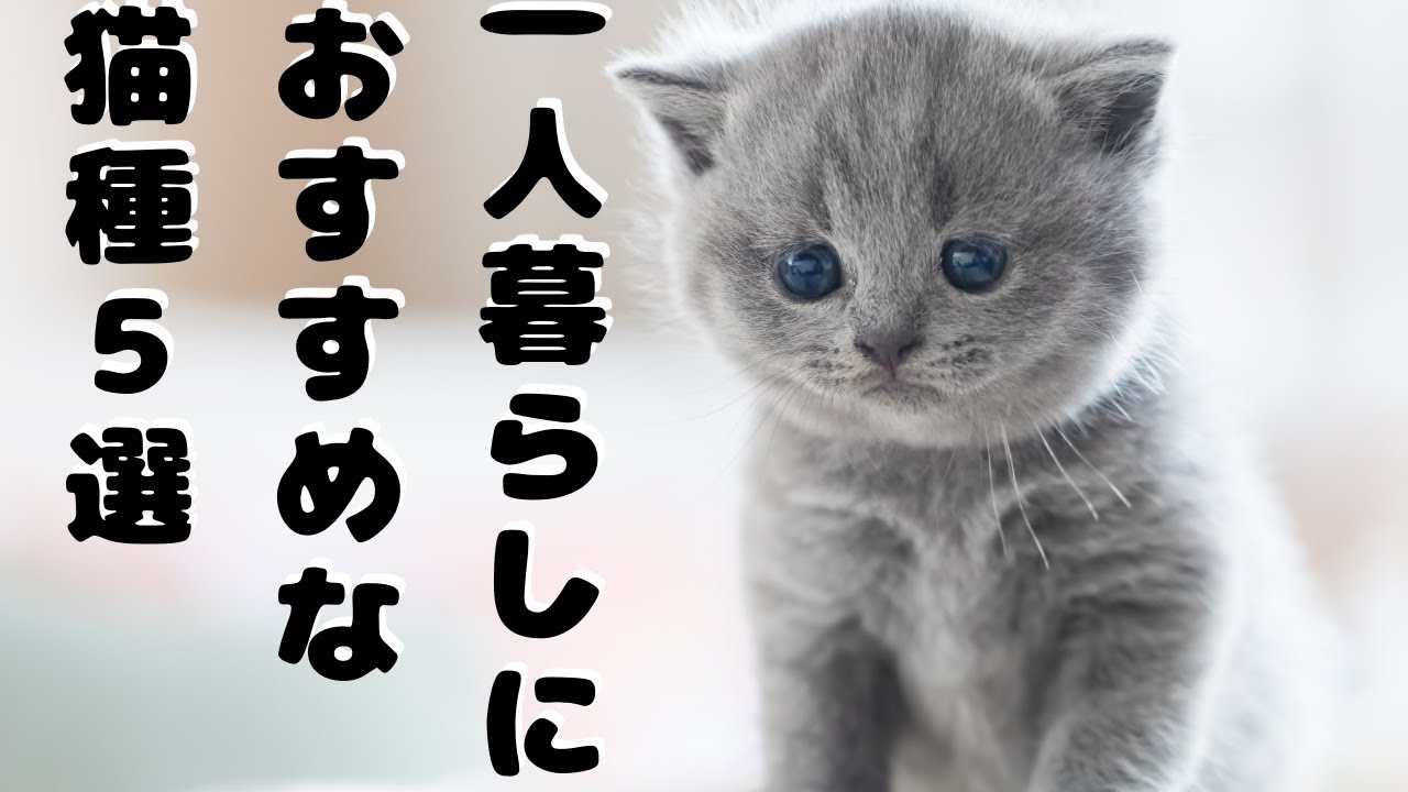 一人暮らしにおすすめな飼いやすい猫種５選