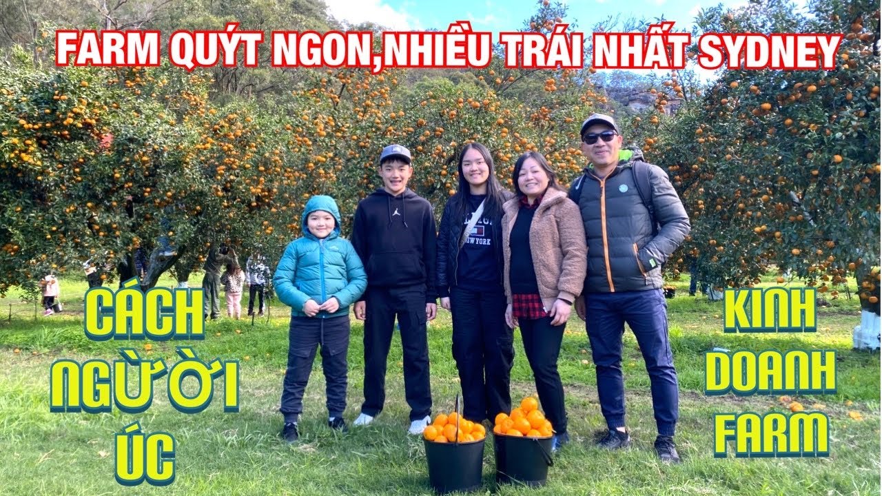 🇦🇺Cuộc sống Úc ||  CÁCH NGƯỜI ÚC TRỒNG FARM QUÝT  CHO KHÁCH VÀO FARM TỰ HÁI & TRẢI NGHIỆM.