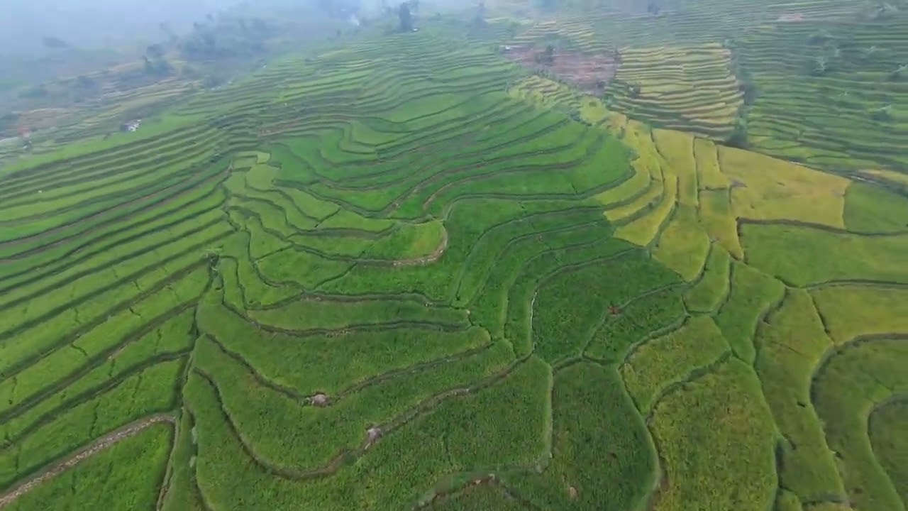 “Pesona Alam Desa: Sawah Hijau dan Bukit Menawan”