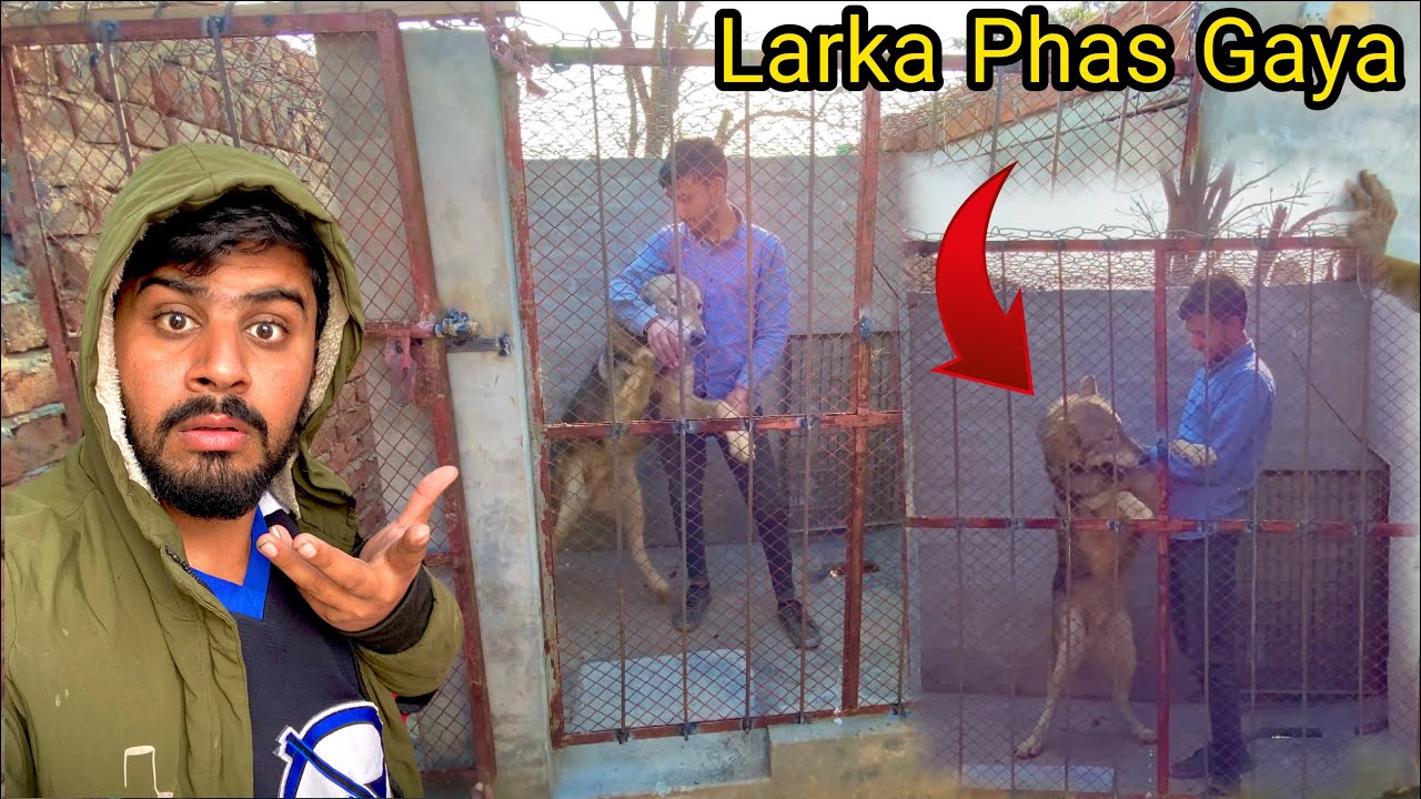 Wolf K Cage Main Jana Mhengha Par Gaya Asay| Ragnar Nay Pakar Liya😳