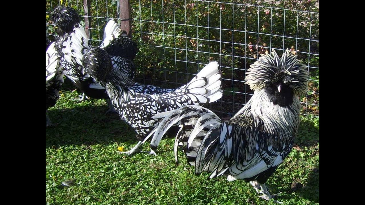 Gallina Padovana, bella ornamentale ciuffata e buona ovaiola