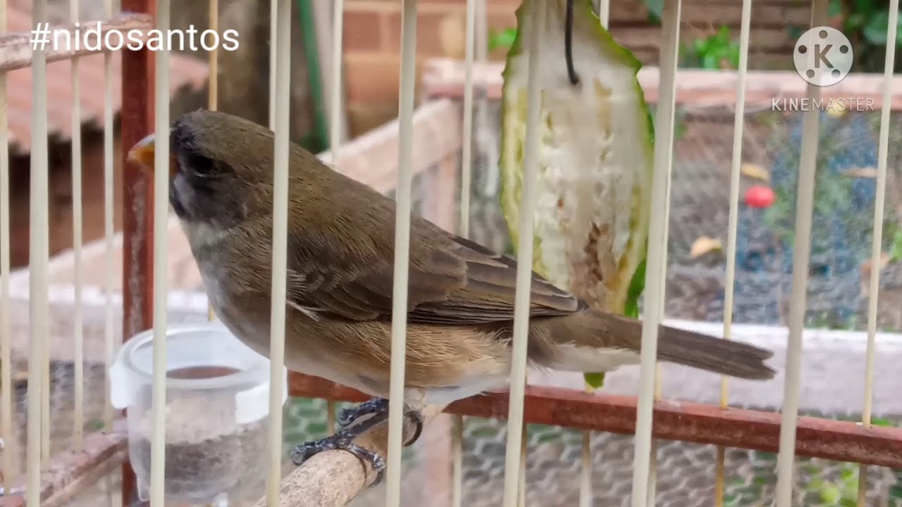 Tiziu coleiro com ácaro na traqueia como cura