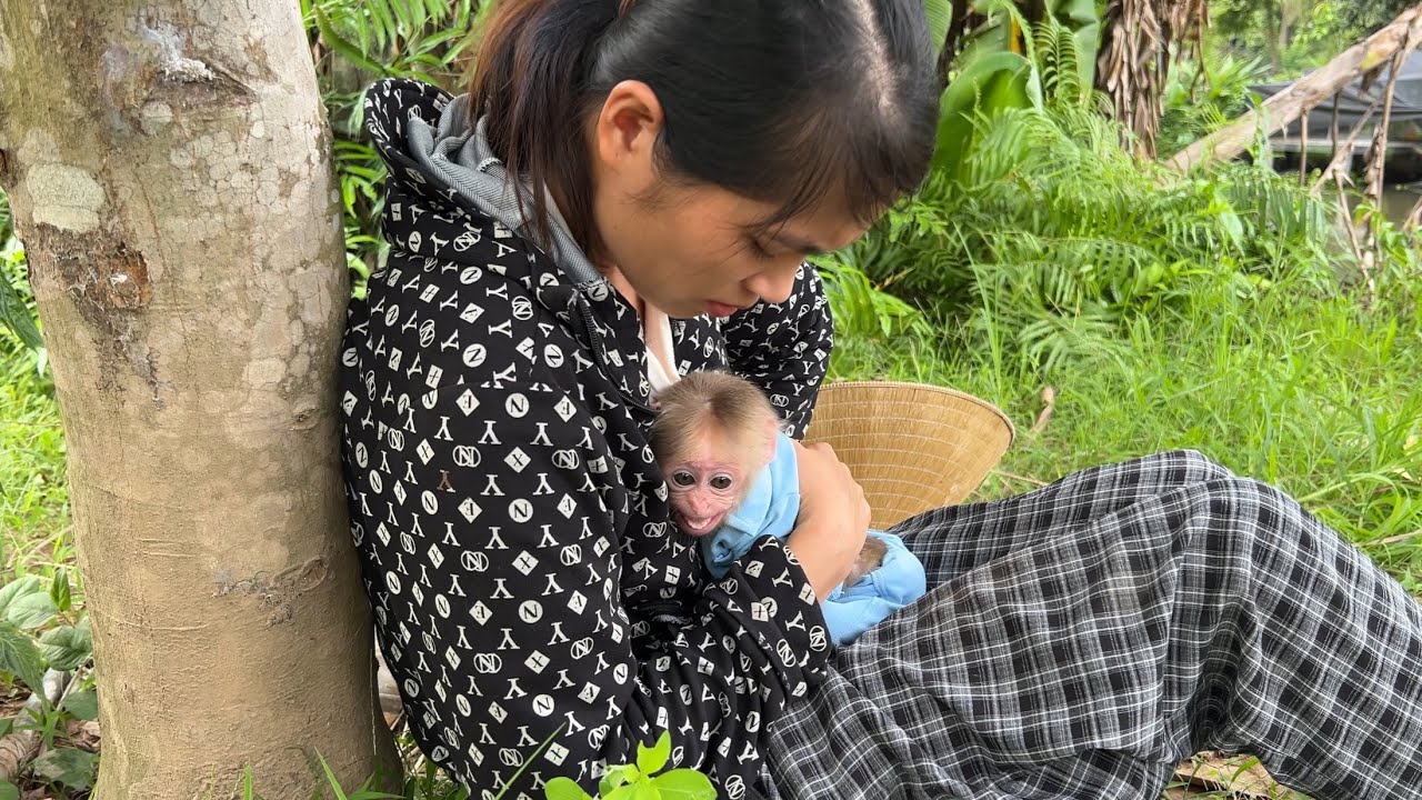 monkey abi worried when seeing mother sick