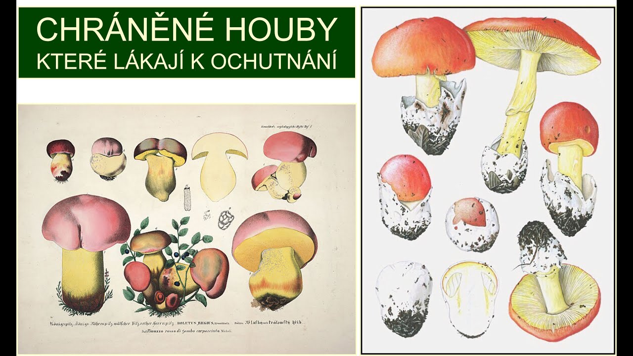 Chráněné houby které lákají k ochutnání