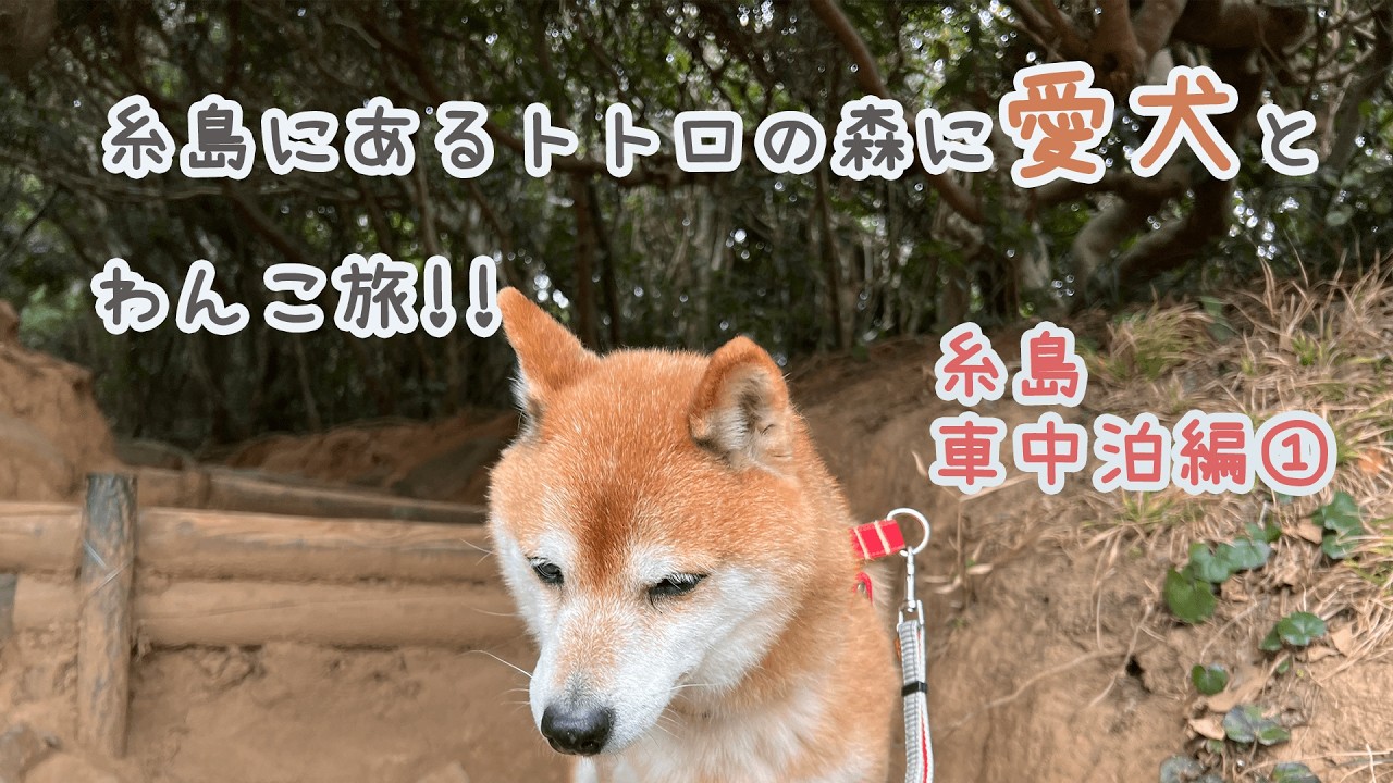 【糸島車中泊①】福岡にトトロの森？わんこと潜入調査　#車中泊　#わんこ旅　#犬散歩 #ぼっち女