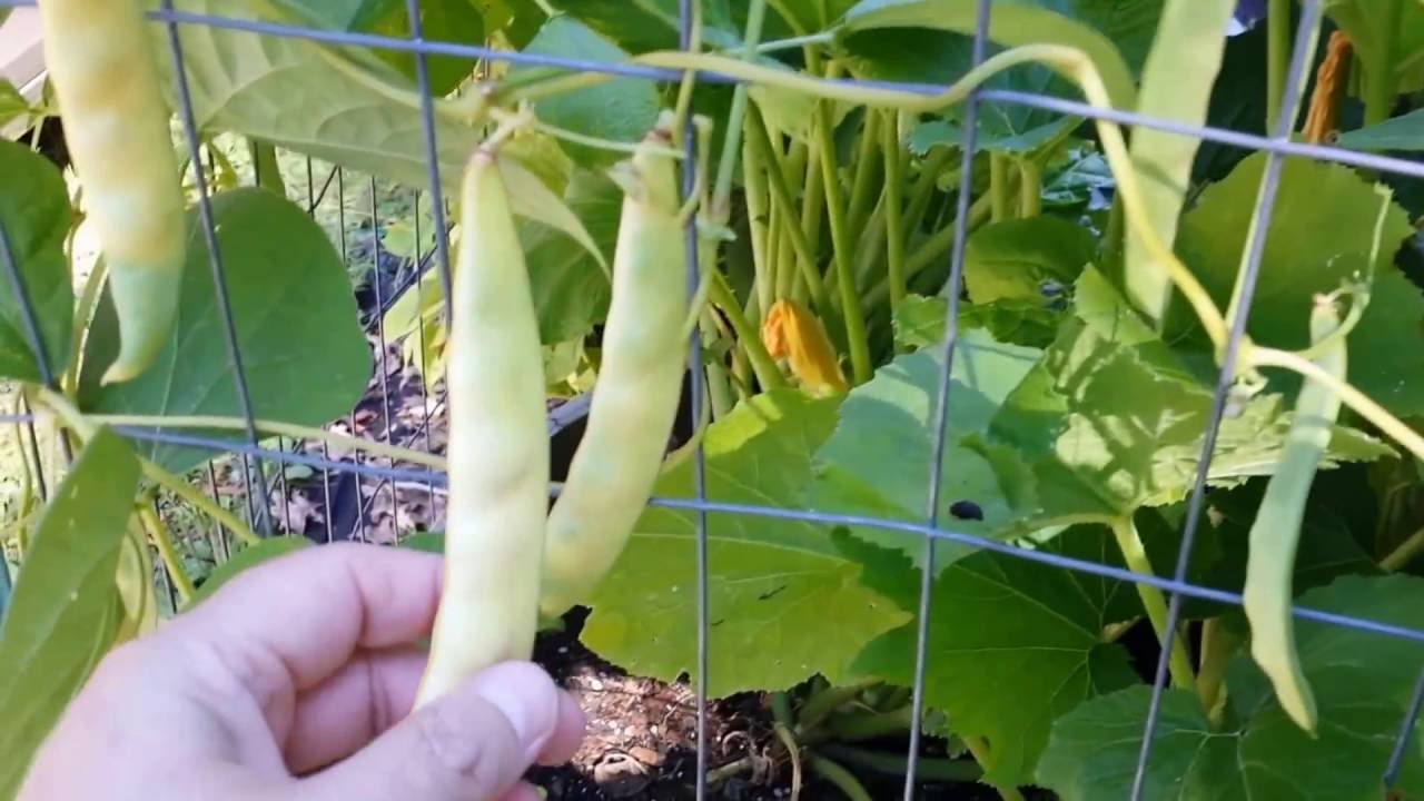 Confused about Pole Beans vs Bush Beans? Here's What I've Learned So Far...