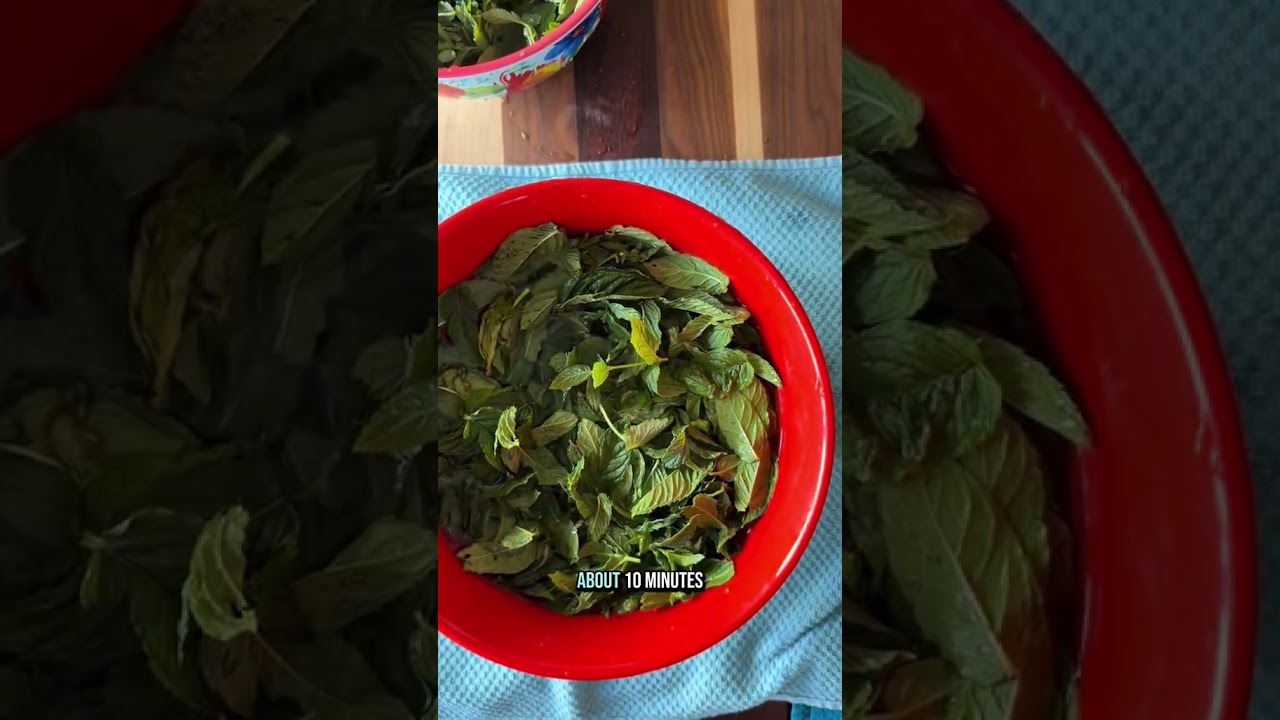 Mint Monday pt. 2 How to dehydrate fresh mint leaves #garden #gardening #growyourownfood #mint