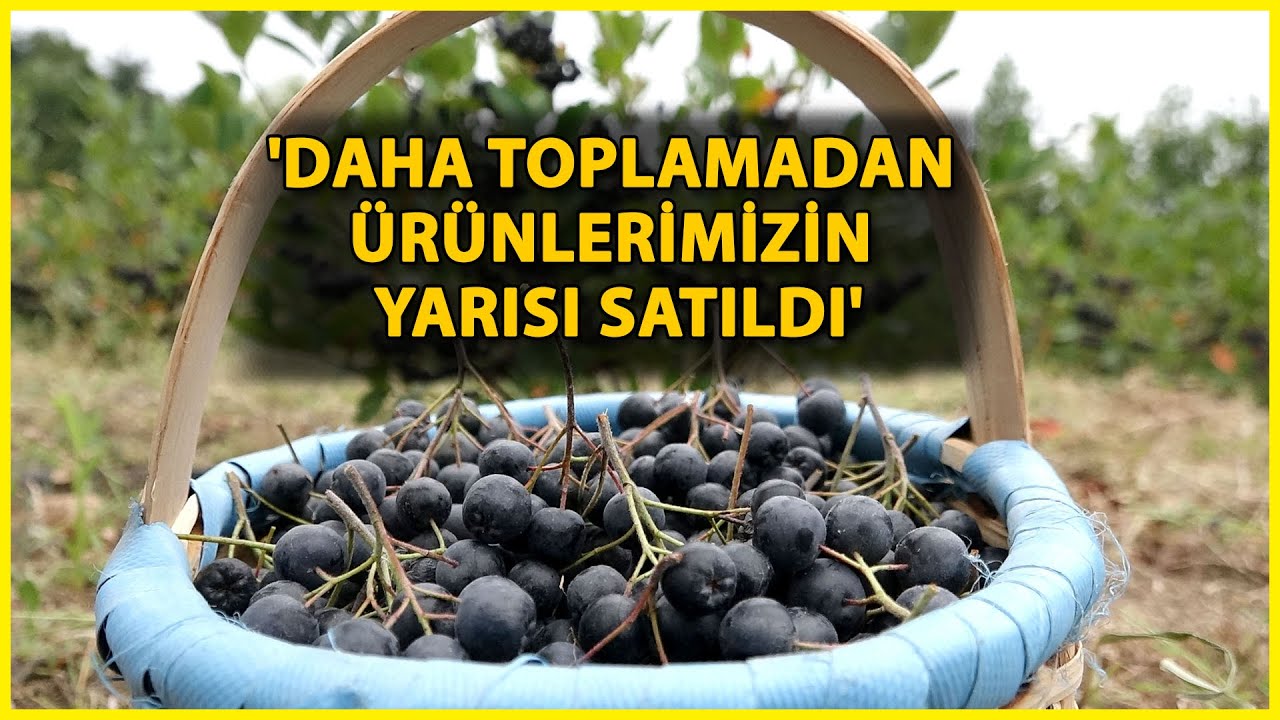 Karadeniz'in Yeni Meyvesi Aronya İçin Hasat Zamanı