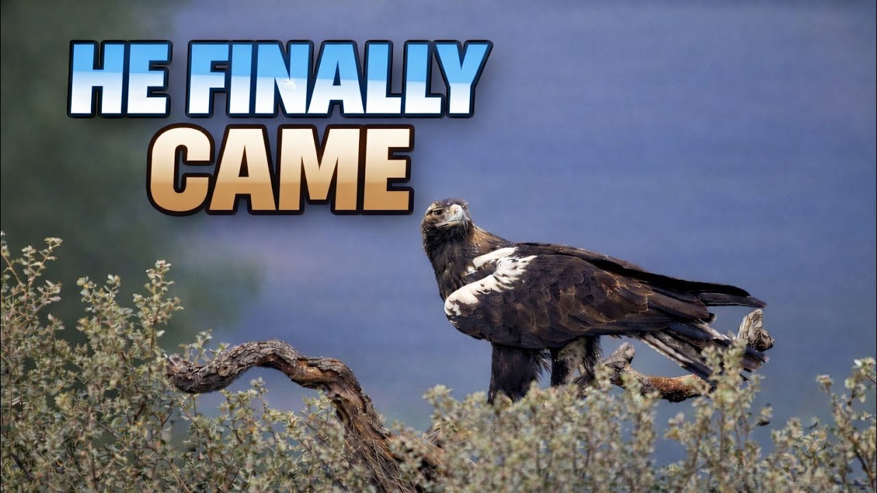 The Day the Spanish Imperial Eagle Finally Showed Up