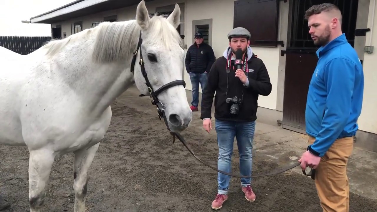 Irish Stallion Trail - Yeomanstown Stud - Dark Angel