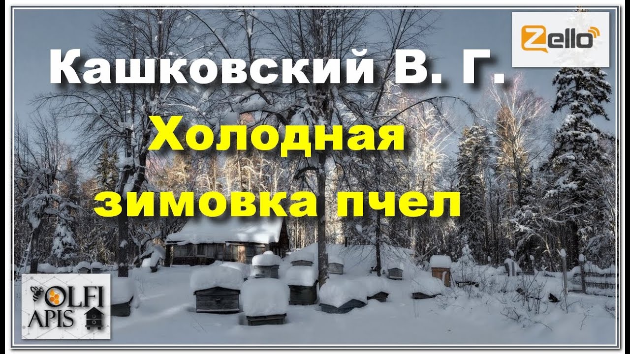 #Кашковский В. Г. #Холодная_зимовка пчел.