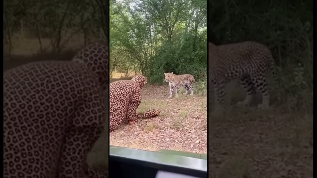 Fake Leopard Crawls Toward Real Wild Leopard &mdash; Unexpected Jungle Reaction Caught on Safari Camera!