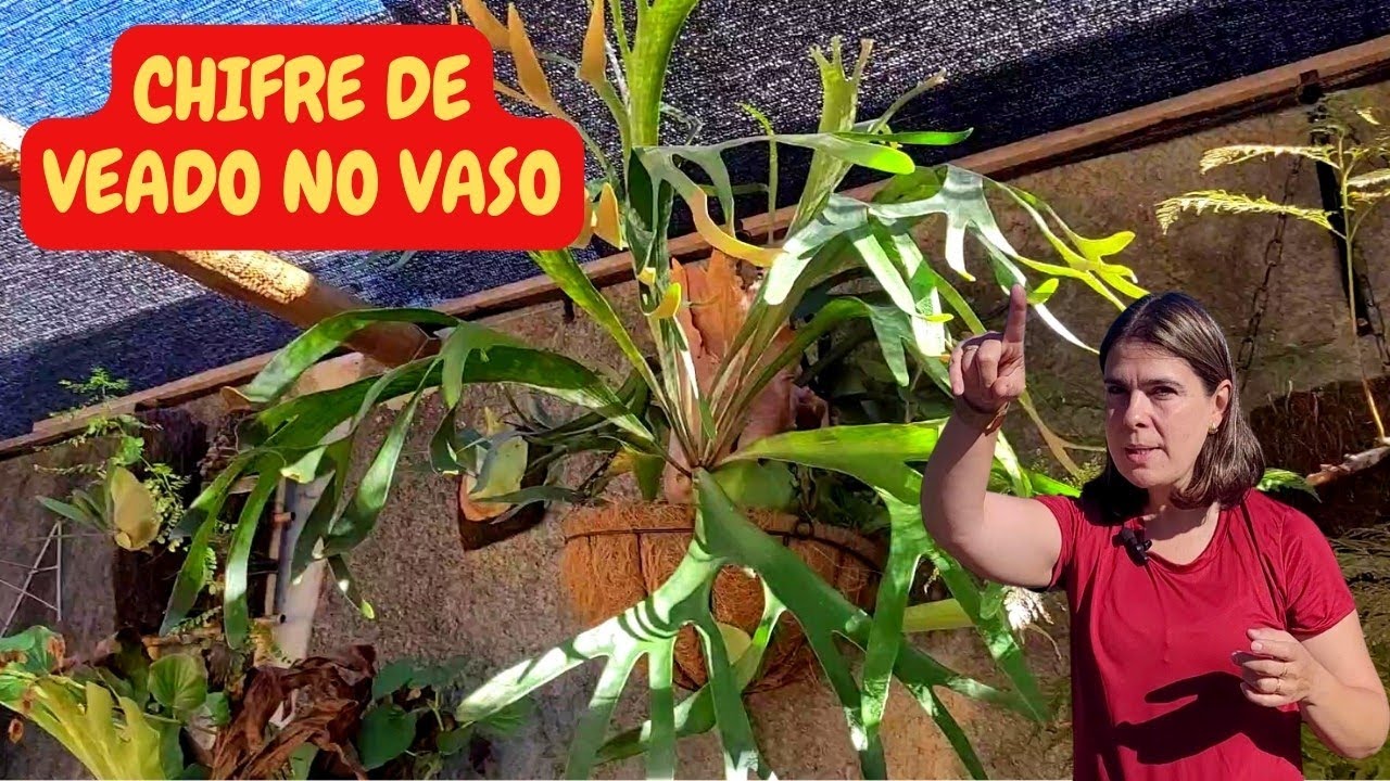 Plantei o chifre de veado no vaso/Grazi Bittencourt