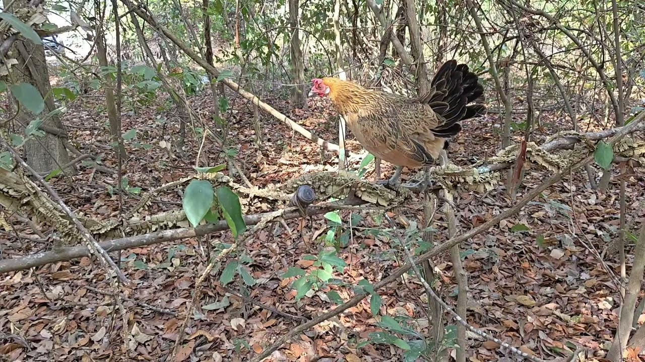ต่อไก่ พรานนก#เสียงไก่ตัวเมีย