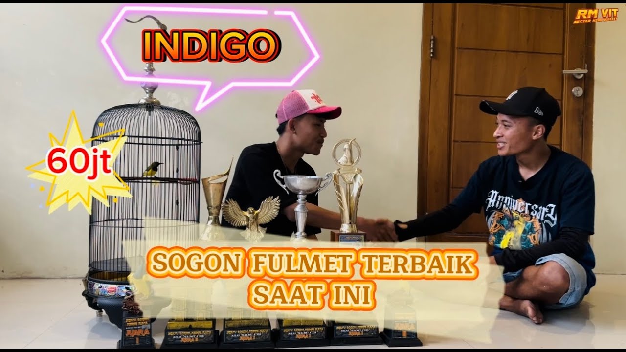INDIGO si kecil 60jt‼️Salah satu sogon fulmet terbaik saat ini ‼️