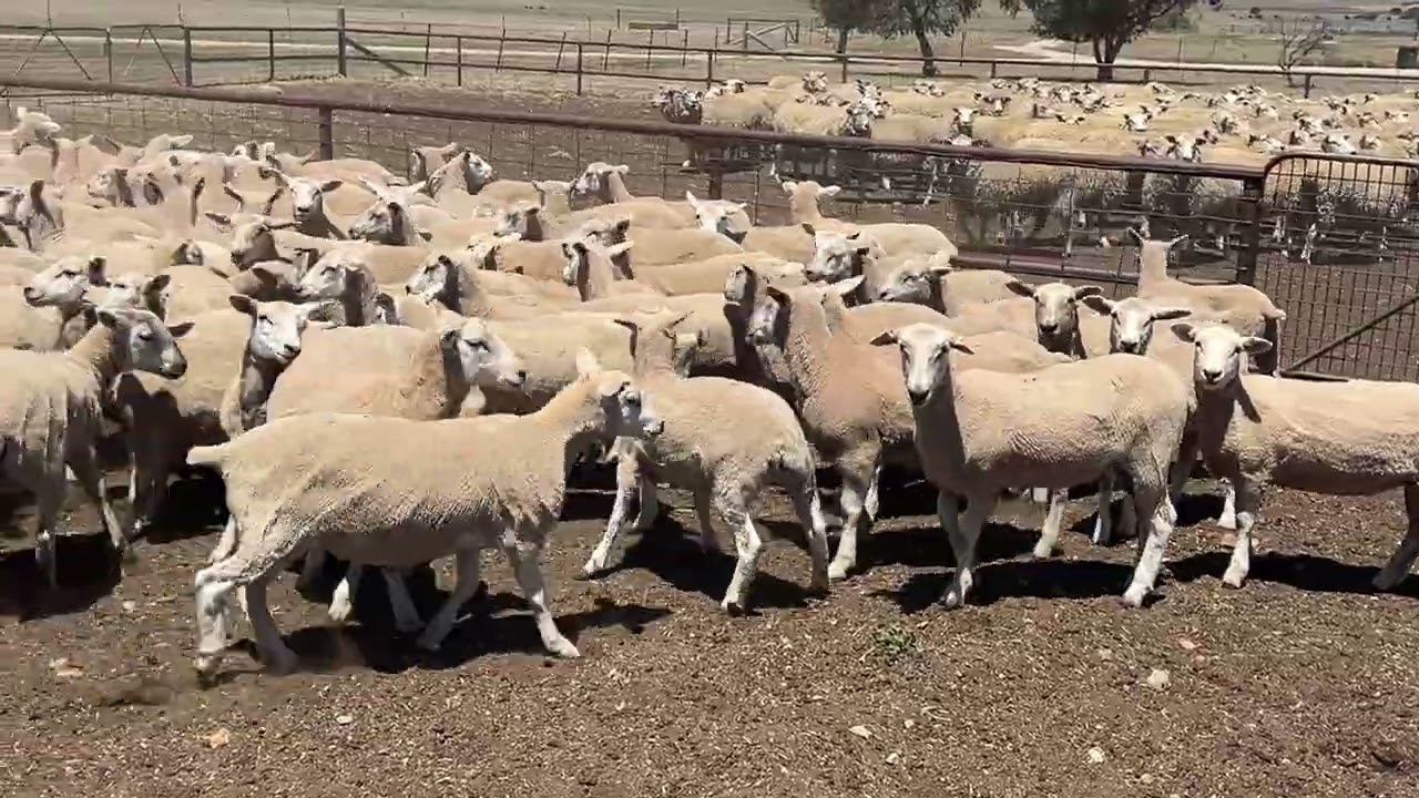 Alice Springs Pastoral Co Ewe Lambs