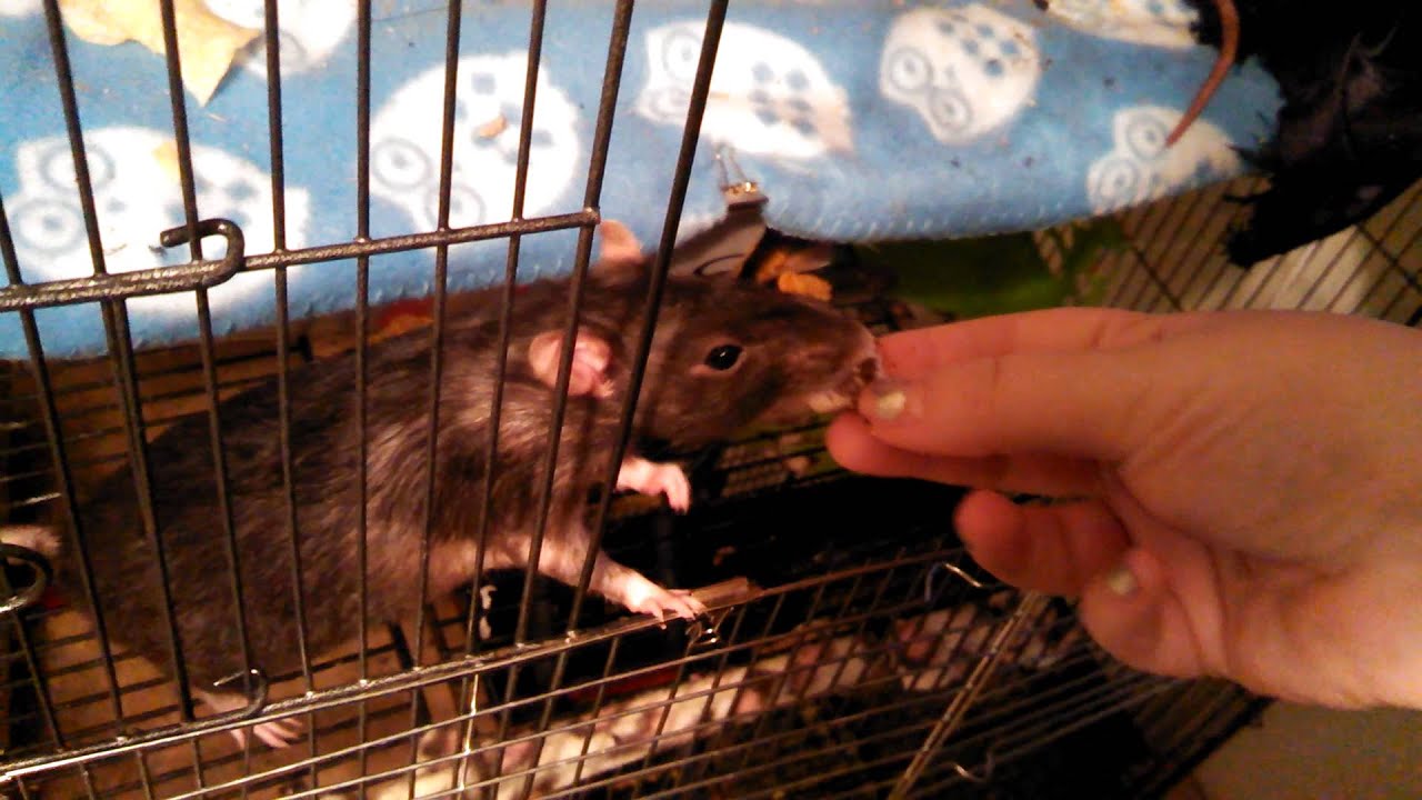 Rats want ice cream
