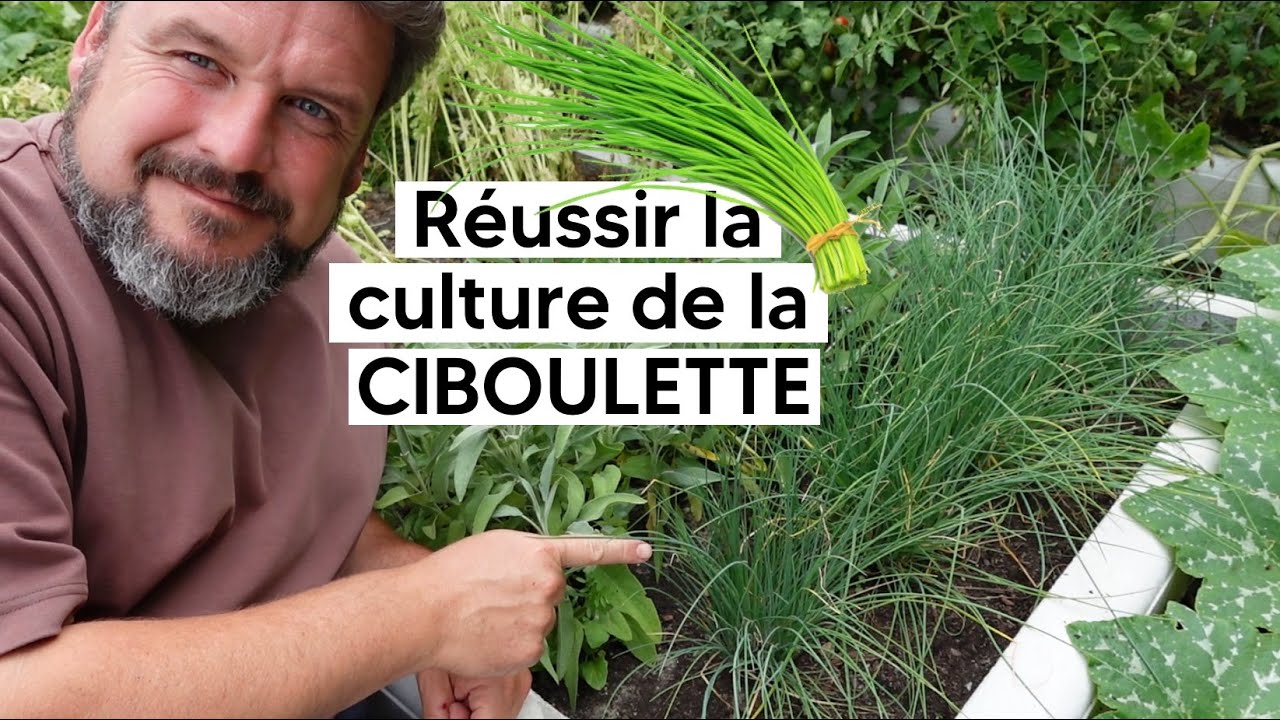 Comment réussir la culture de la CIBOULETTE『TUTO』